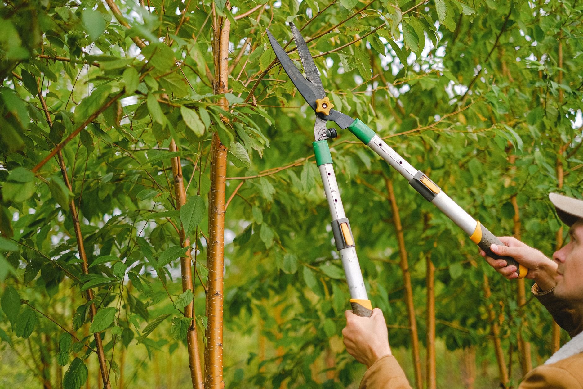 Dan's Tree Service at work