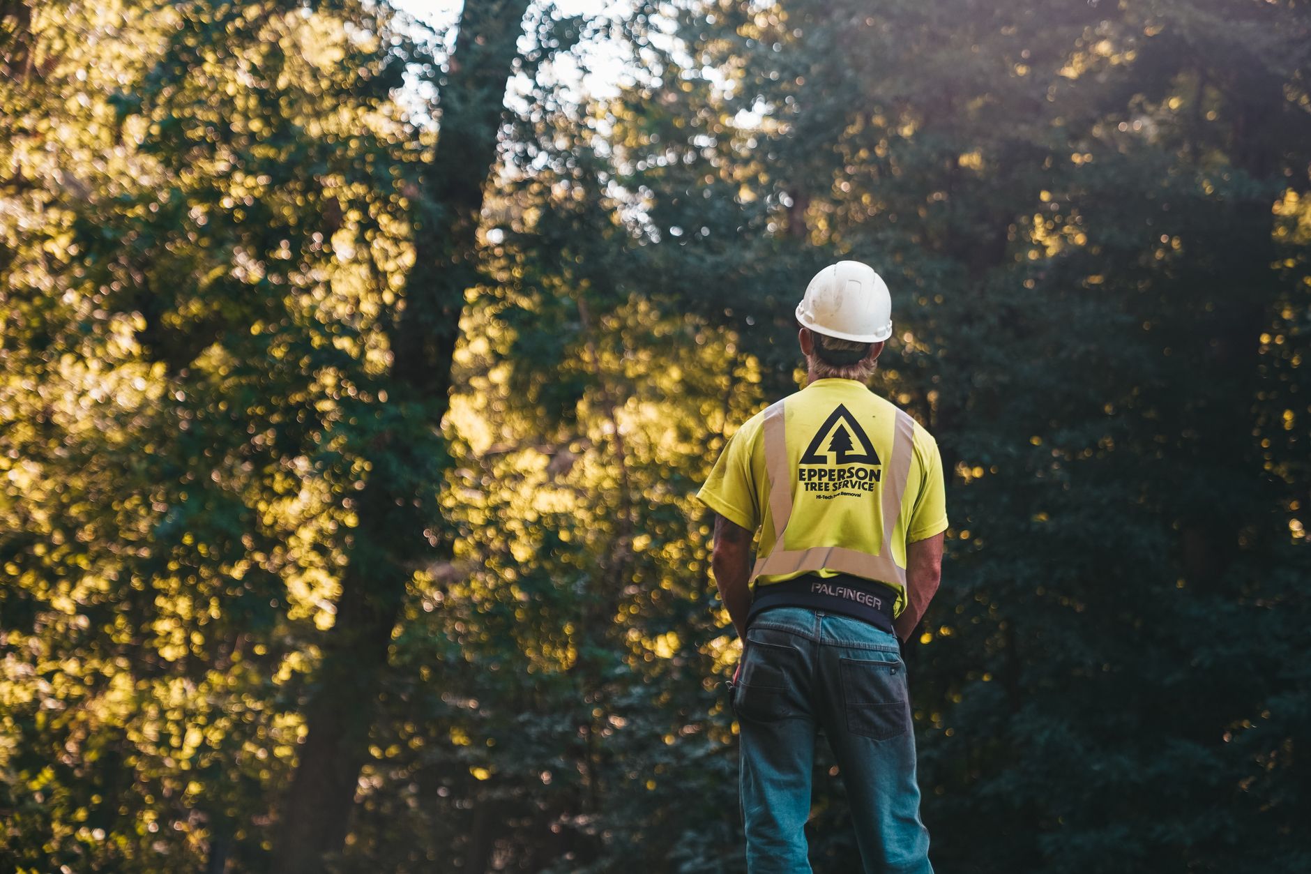Tree Removal — Dan's Tree Service