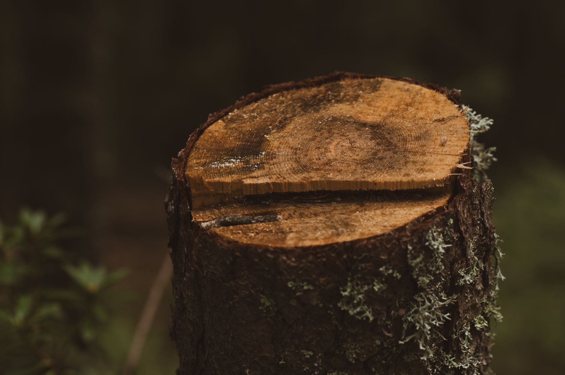 Stump Grinding — Dan's Tree Service